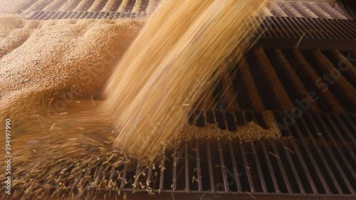 Agriculture, truck pouring soybeans, harvesting soybeans with high productivity.