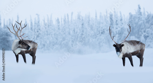 Big male deers in winter forest