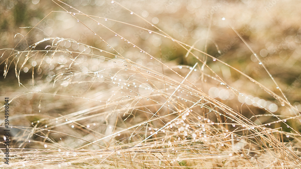 dew on an autumn meadow