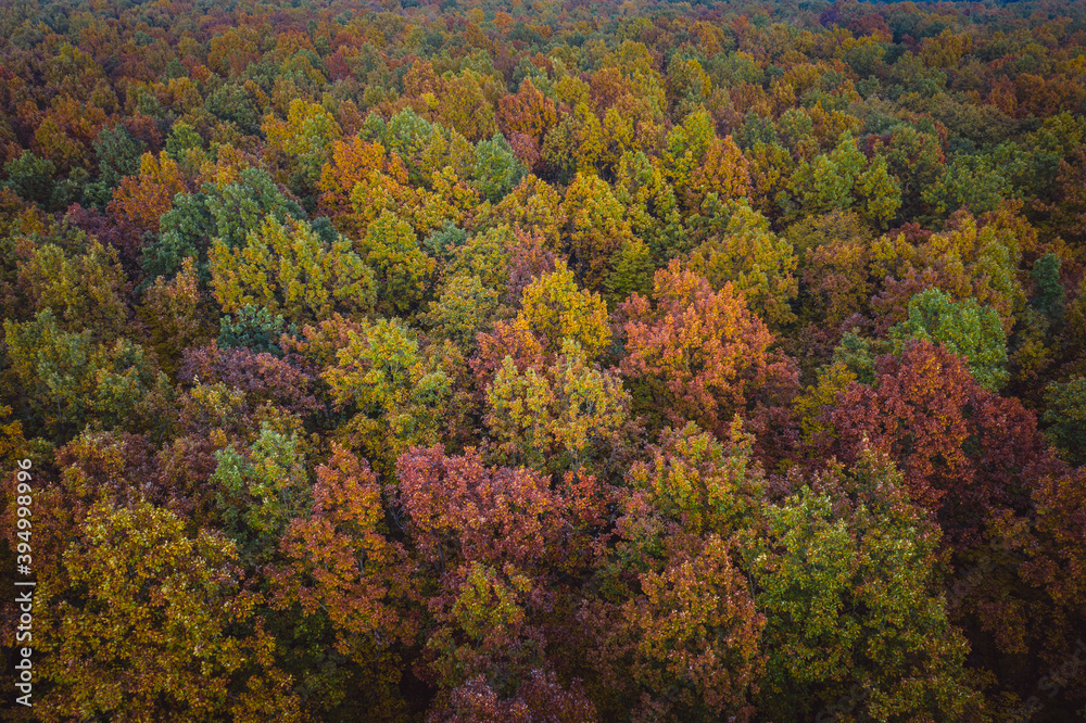 Aerial view of color autumn forest