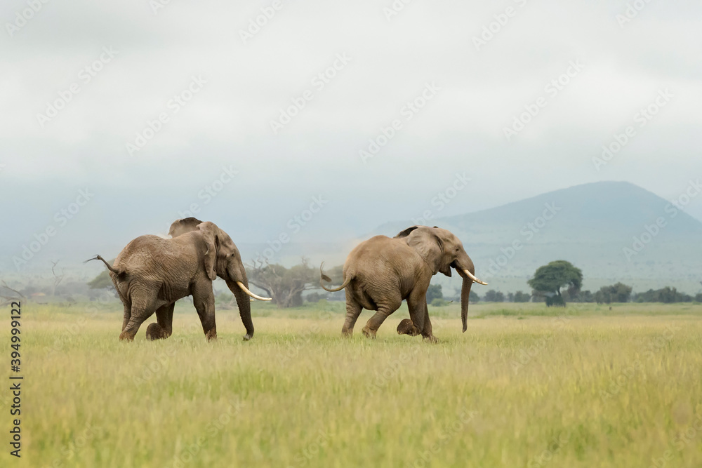 African elephant (Loxodonta africana) bull chasing another bull on savanna, Amboseli national park, Kenya. African elephant (Loxodonta africana) bull chasing another bull on savanna, Amboseli national park, Kenya.