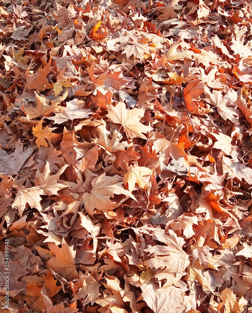 autumn leaves on the ground autumn leaves on the ground