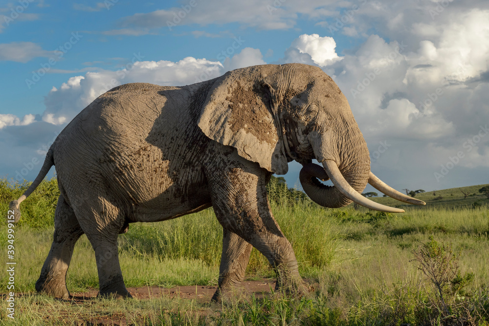 Obraz premium African elephant (Loxodonta africana) bull walking on savanna, Amboseli national park, Kenya.