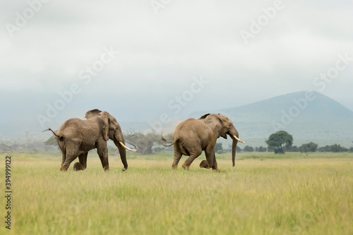 African elephant (Loxodonta africana) bull chasing another bull on savanna, Amboseli national park, Kenya.