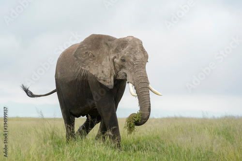 African elephant (Loxodonta africana) walking and eating grass on savanna, Amboseli national park, Kenya. © andreanita