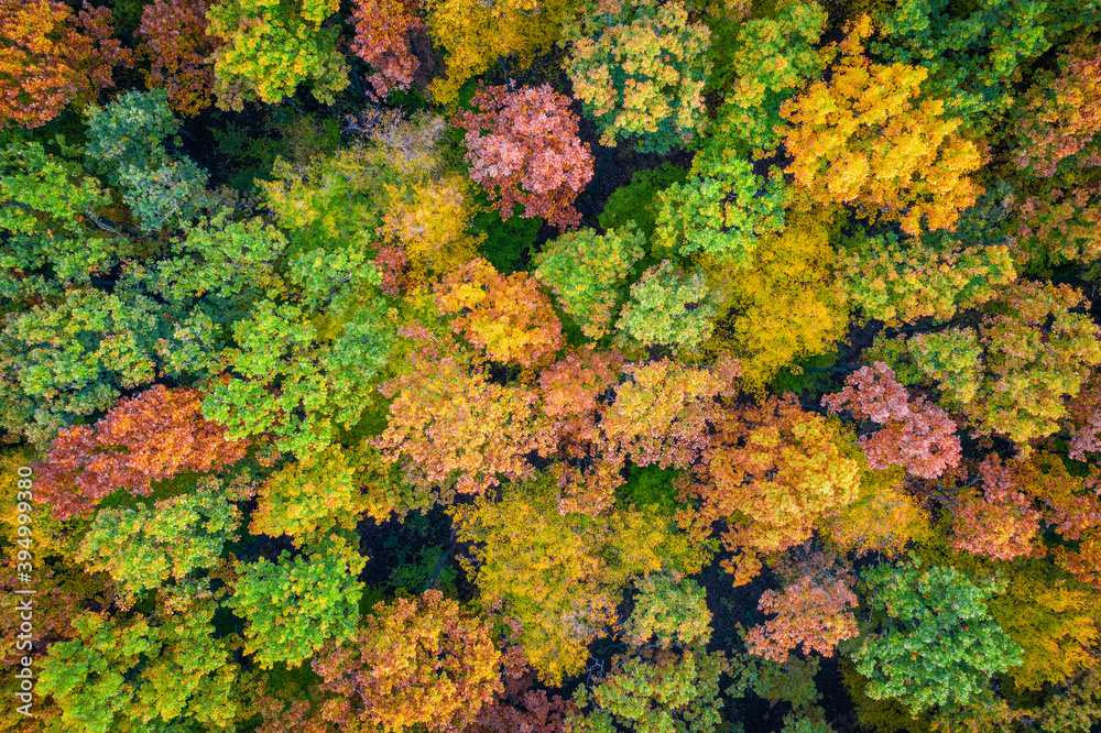Aerial top down view of vibrant colorful autumn forest Aerial top down view of vibrant colorful autumn forest