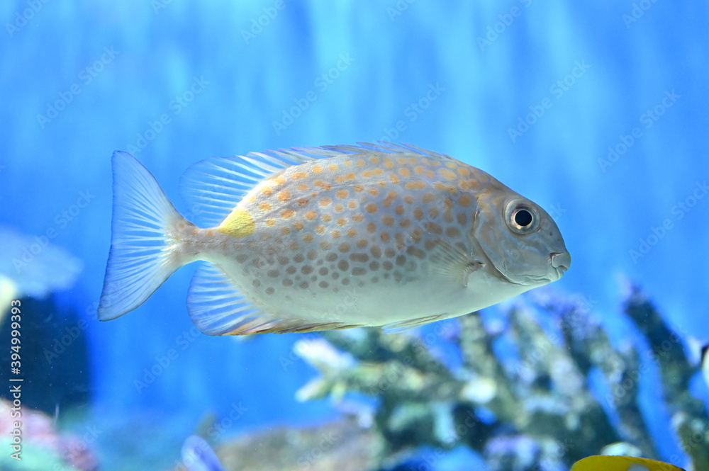 5 最適な カーエー 画像 ストック写真 ベクター Adobe Stock 5 最適な カーエー 画像 ストック写真 ベクター Adobe Stock
