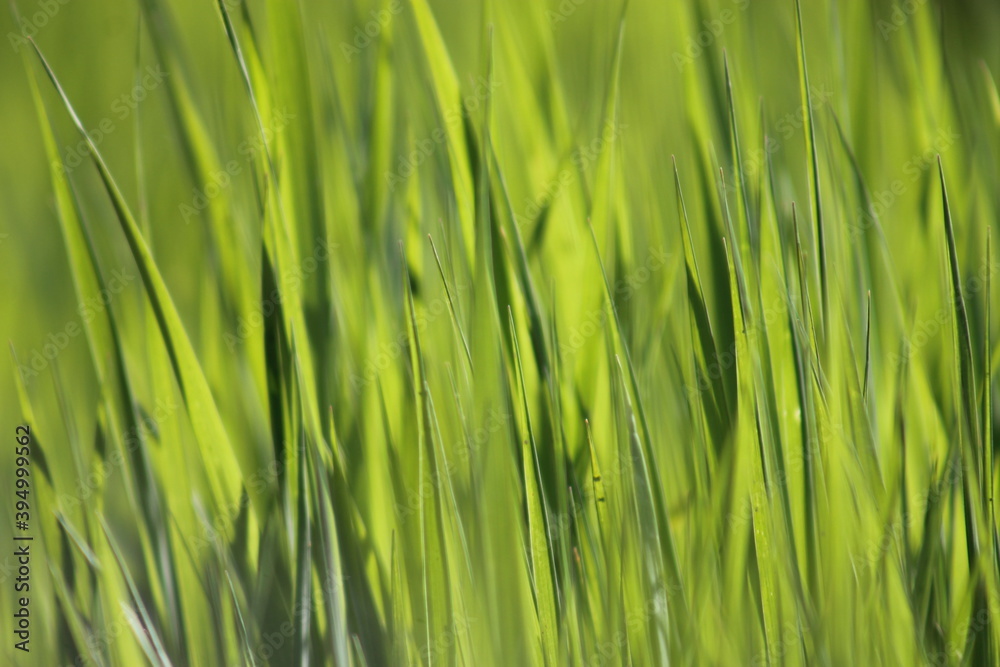 grass in its full growth with nature grass in its full growth with nature