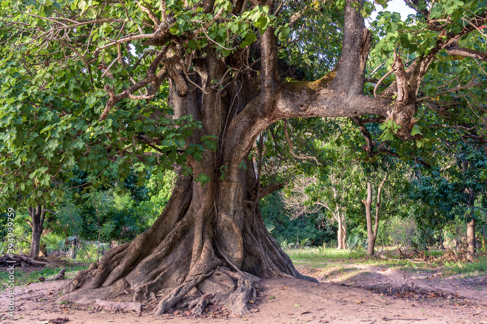  Paisaje boscoso en la pequeña aldea de Edioungou, en los alrededores de Oussouye, en la región de Casamance, en el sur del Senegal