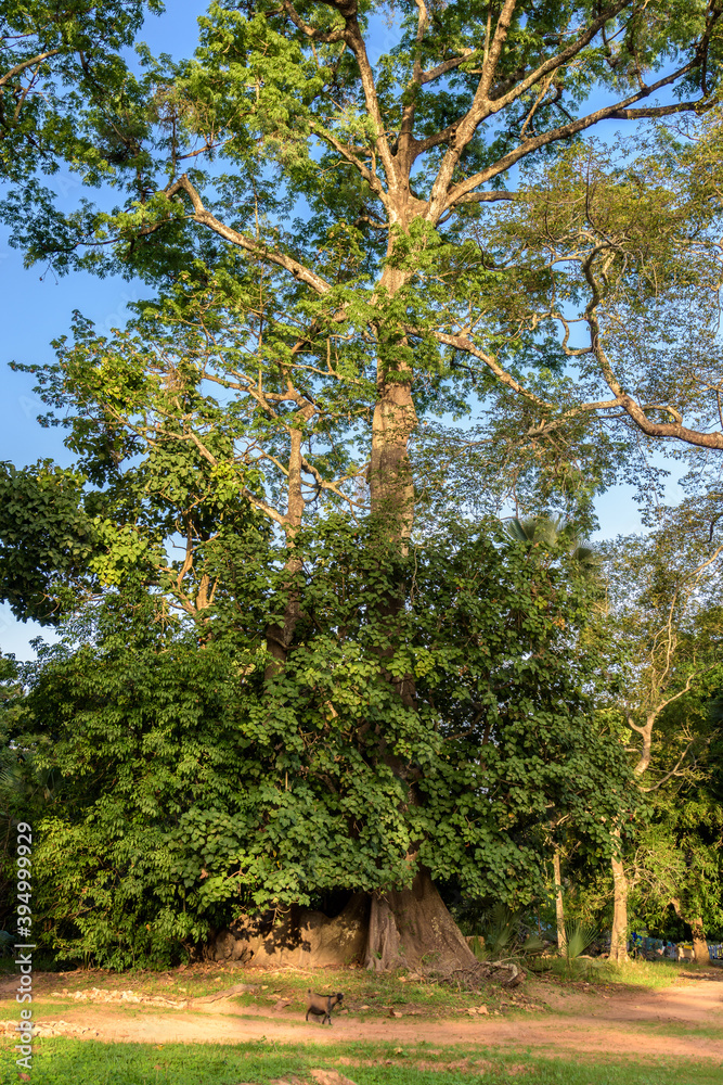Fototapeta premium Paisaje boscoso en la pequeña aldea de Edioungou, en los alrededores de Oussouye, en la región de Casamance, en el sur del Senegal
