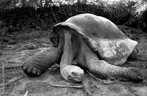 galapagos giant tortoise.. photo