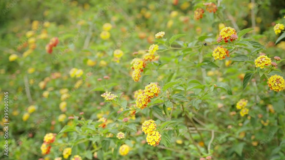 wide shot of a lantana thicket in the blue mountains of nsw, australia