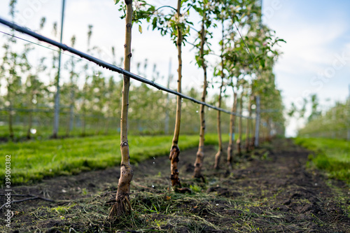 Using drip irrigation in a young apple tree garden