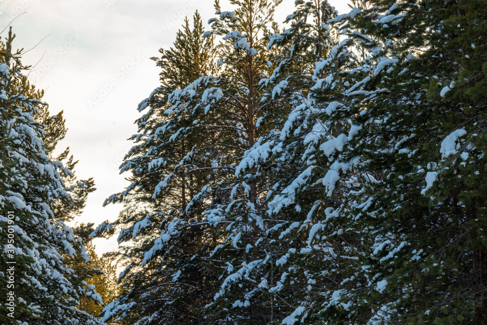 beautiful winter landscape with Christmas trees, ice, snow on Christmas and New year's day beautiful winter landscape with Christmas trees, ice, snow on Christmas and New year's day