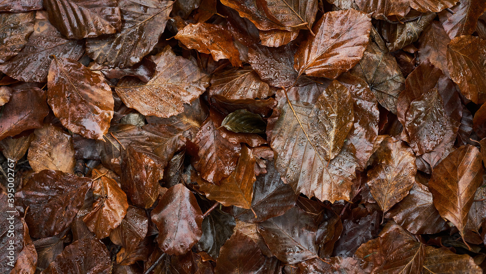 autumn leaves fell to the ground