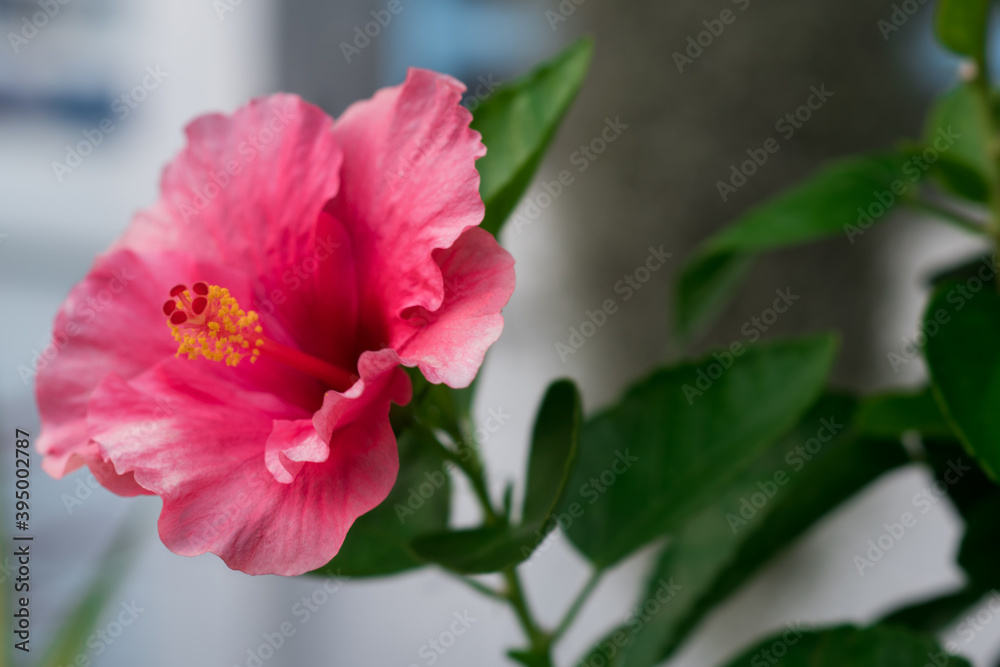 Chinese hibiscus or Chinese rose in the garden. Chinese hibiscus or Chinese rose in the garden.