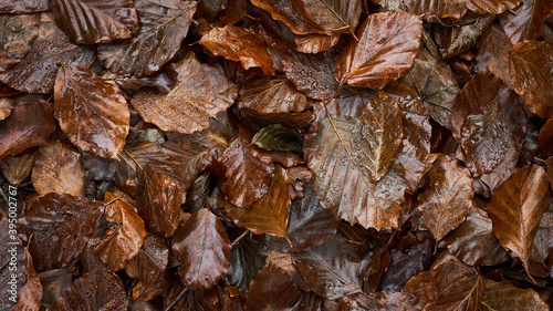 Obraz na płótnie autumn leaves fell to the ground w salonie