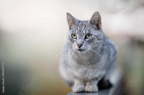 Beautiful Silver cat 