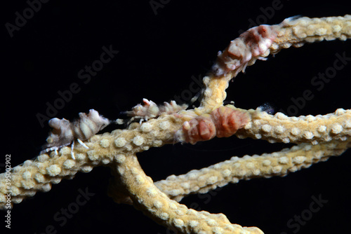 Close up of a gorgonian comensal shrimp Balssia gasti...Canakkale Turkey