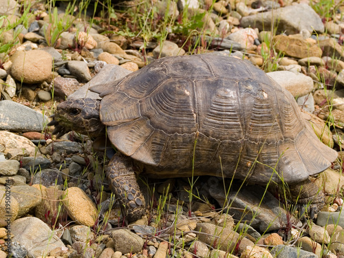 marginated tortoise, Testudo marginata photo