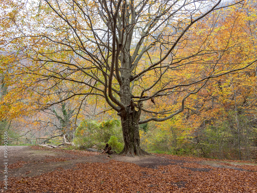 tree in autumn tree in autumn