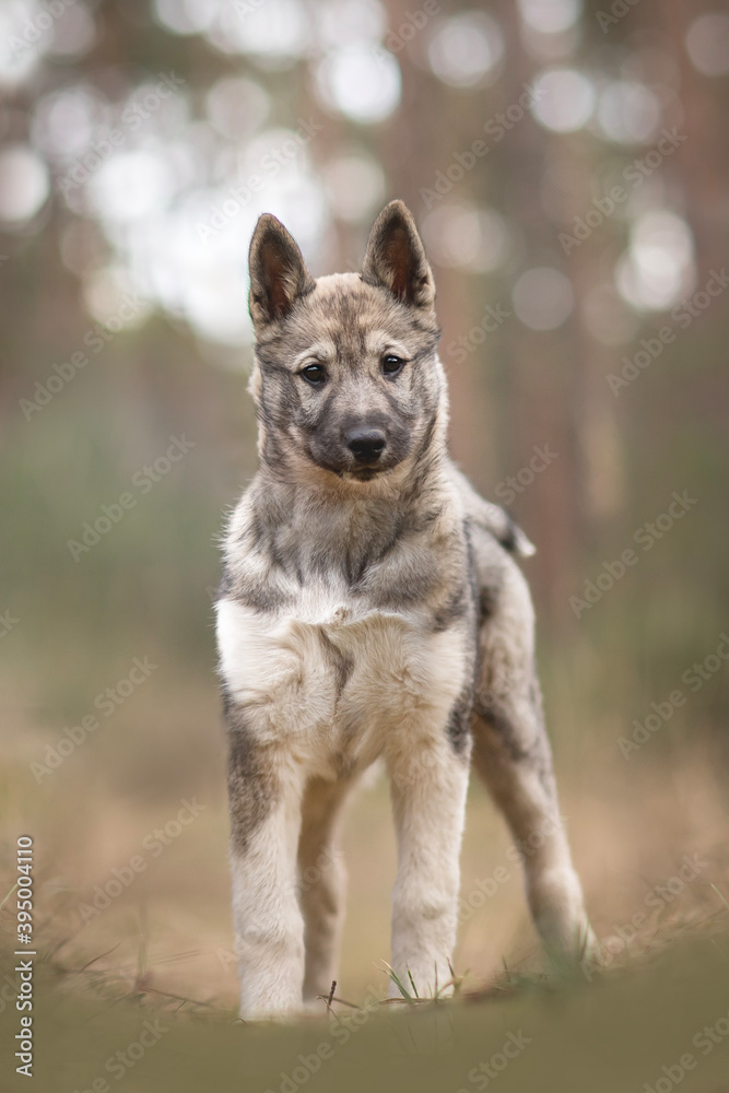cute West Siberian Laika dog puppy cute West Siberian Laika dog puppy