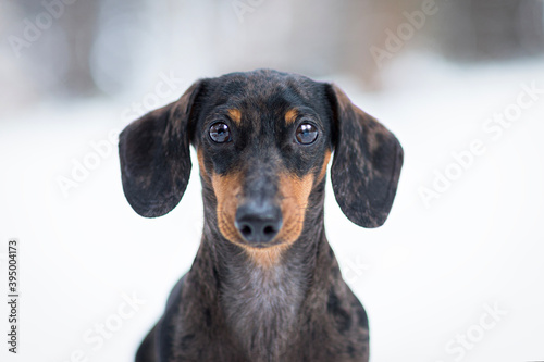 cute merle dachshund dog head