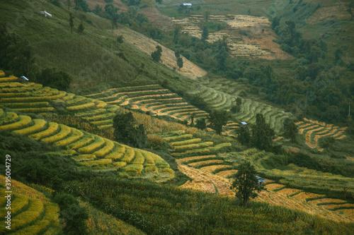 Landscape of Rice terraces on mountain at Ban Pa Pong Piang, Doi inThanon, Chiang Mai, Thailand
