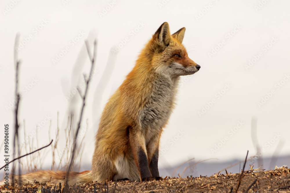 Fototapeta premium A fox in a clearing burnt out after a forest fire.
