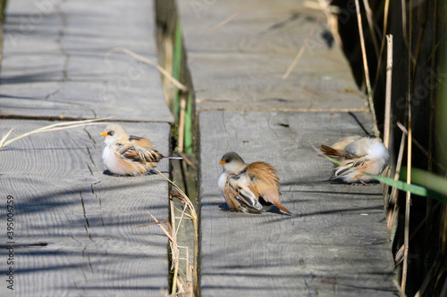 On the trail in the reed thickets