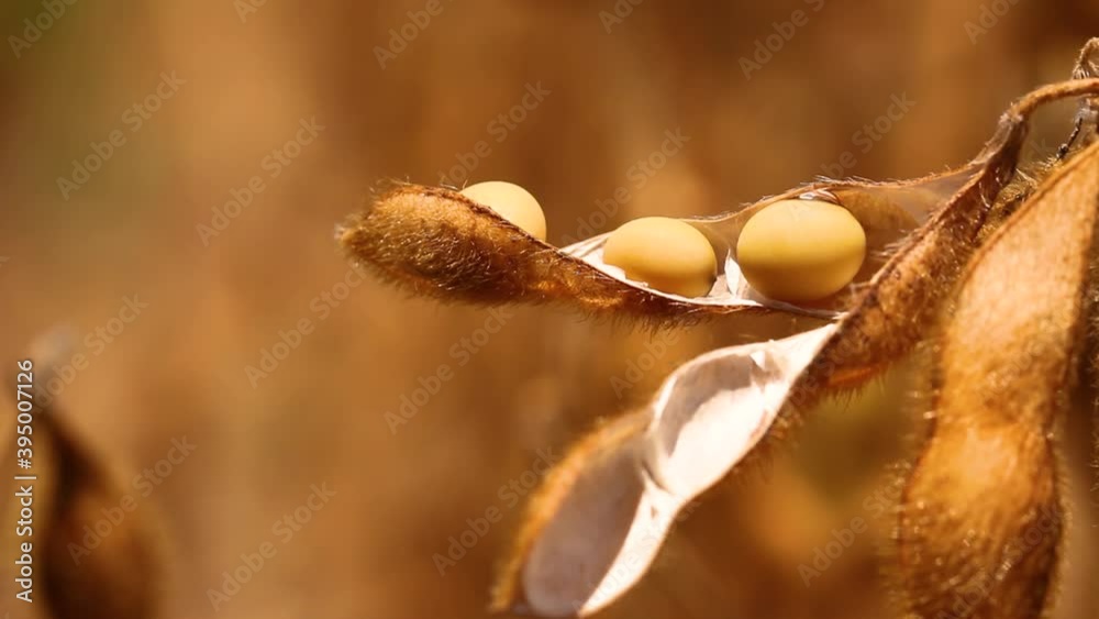 Agriculture, macro mature soybean pod, soybean in the pod, ready for harvest - agribusiness