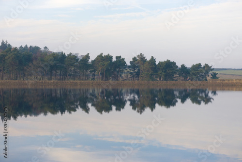 Fototapeta Naklejka Na Ścianę i Meble -  Telephoto hazy reflection of conifer forest trees over reservoir water