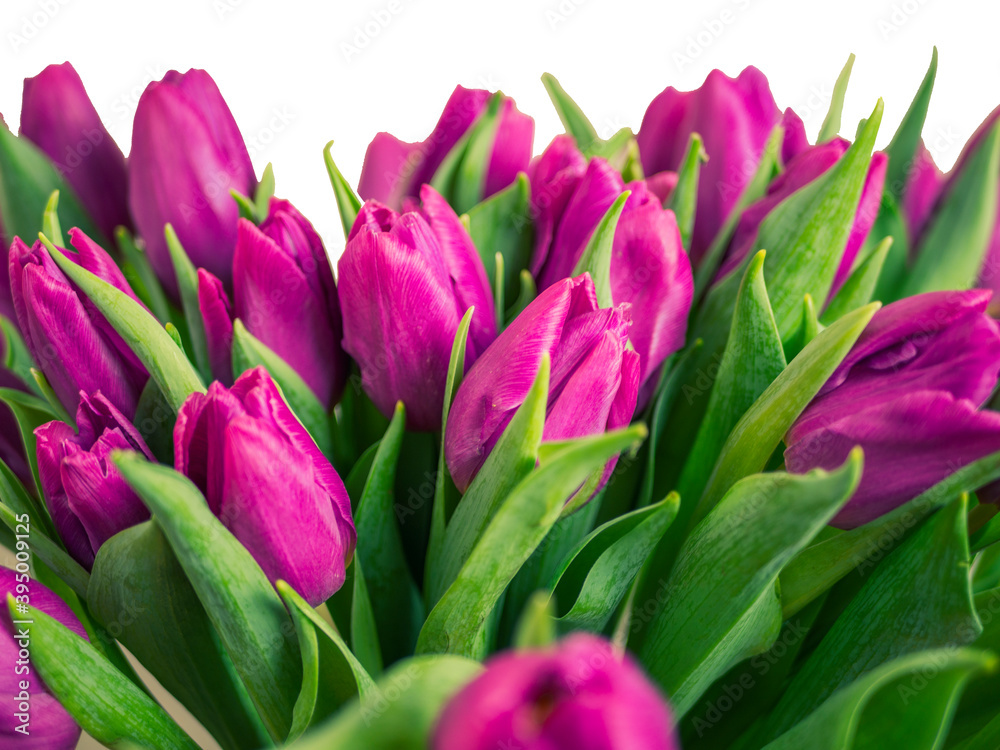 selective focus. red tulips in a vase isolated on white background. Spring composition. Delicate purple tulips on white background top view space for text border. copy space selective focus. red tulips in a vase isolated on white background. Spring composition. Delicate purple tulips on white background top view space for text border. copy space