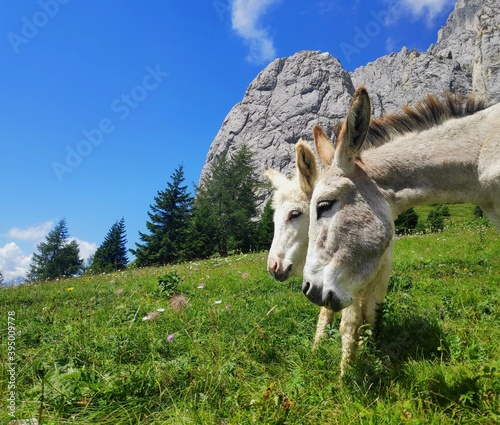  Two donkeys  mother and colt  grazing freely on the Dolomites mountains in Italy