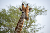 Inquisitive giraffe