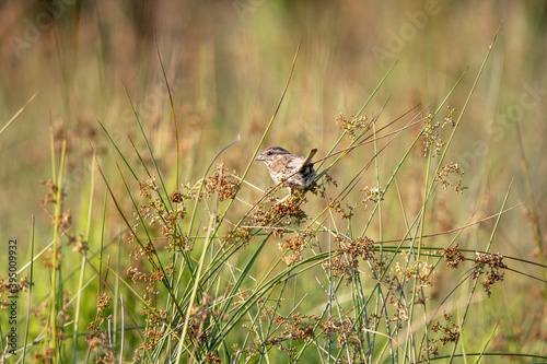 Field Sparrow Sitting on Plants in a Field