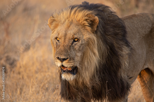 Male lion hunting 2 photo