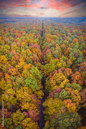 Aerial top down vertical panorama of road through the autumn forest