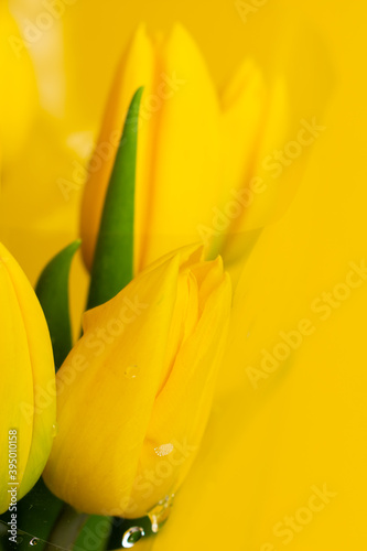Beautiful yellow tulip. Bouquet of fresh tulips.