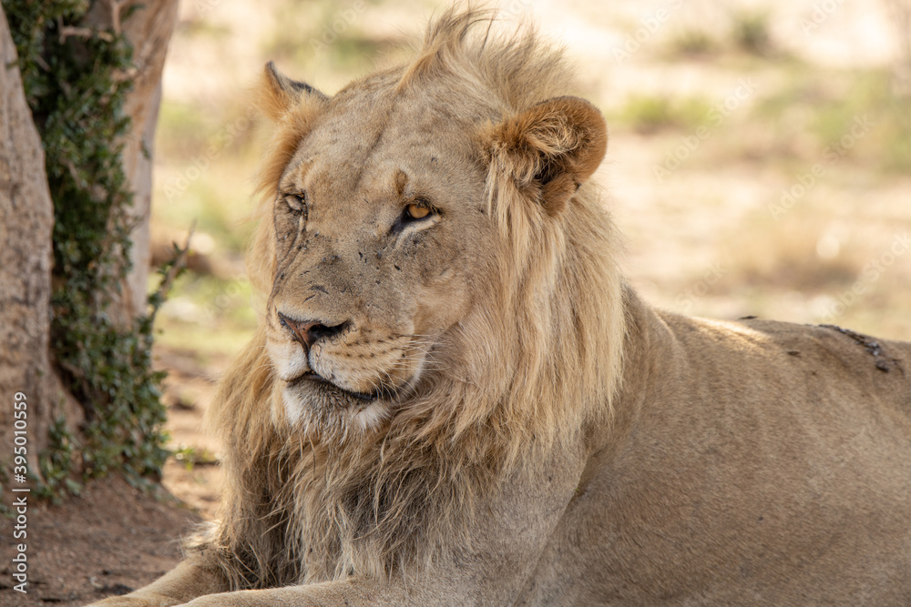 Lion resting in the shade