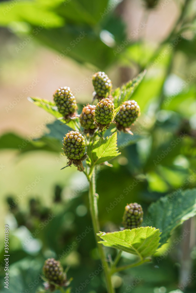 Unripe blackberries growing in the sun. Unripe blackberries growing in the sun.