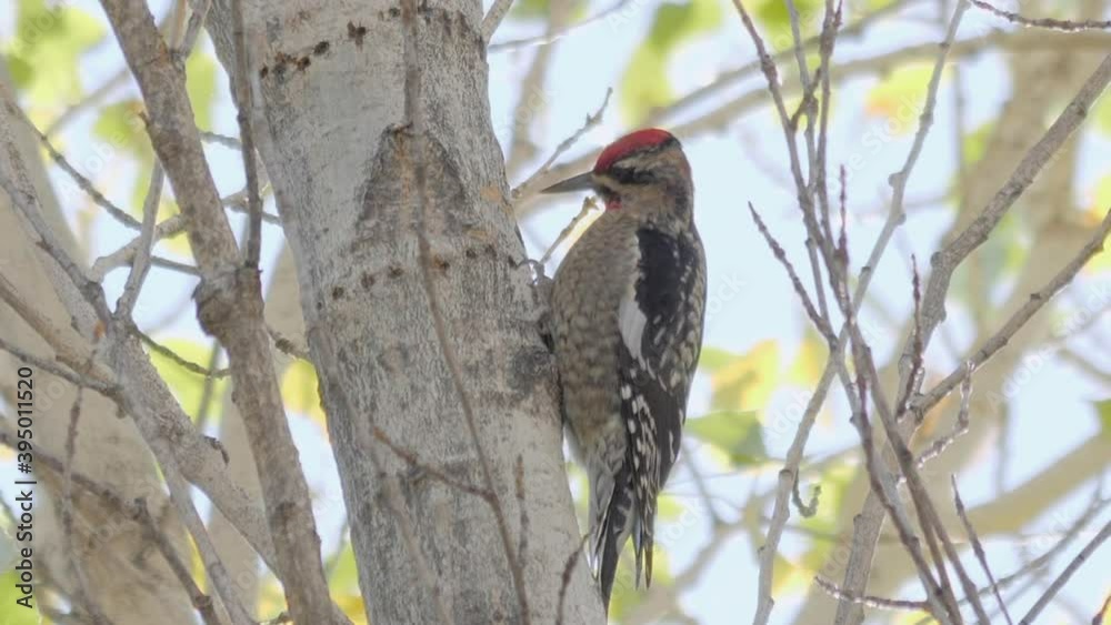 Red-naped Sapsucker Pecks at Tree Trunk Slow Motion Red-naped Sapsucker Pecks at Tree Trunk Slow Motion