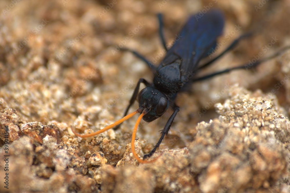 macro of black insect with orange antennae walking on sand, with focus on its eyes and light showing purple tones on its body macro of black insect with orange antennae walking on sand, with focus on its eyes and light showing purple tones on its body