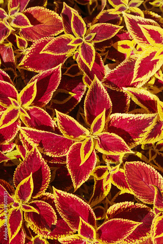 Decorative lawn leaves  red and yellow foliage  abstract nature background