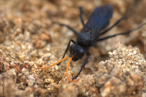 macro of black insect with orange antennae walking on sand, with focus on its eyes and light showing purple tones on its body