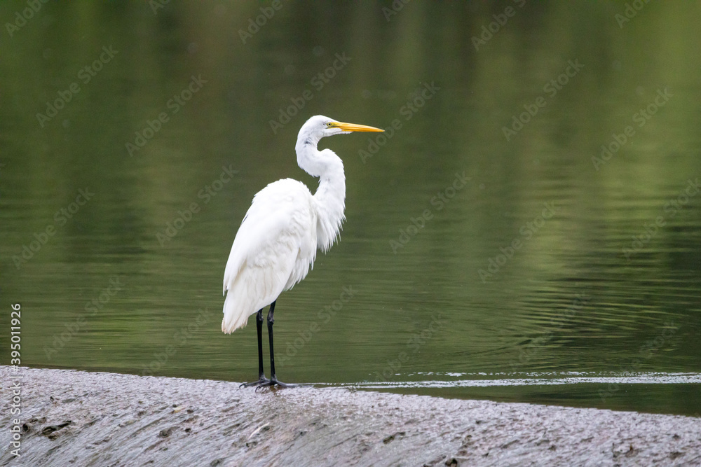 Naklejka premium Egret Sitting on Dam