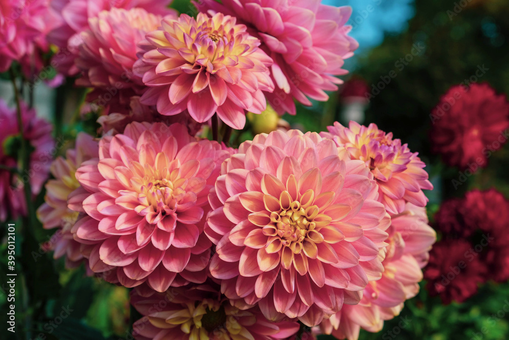 Beautiful pink dahlia flowers blooming in the garden, close up. Natural floral background. Beautiful pink dahlia flowers blooming in the garden, close up. Natural floral background.