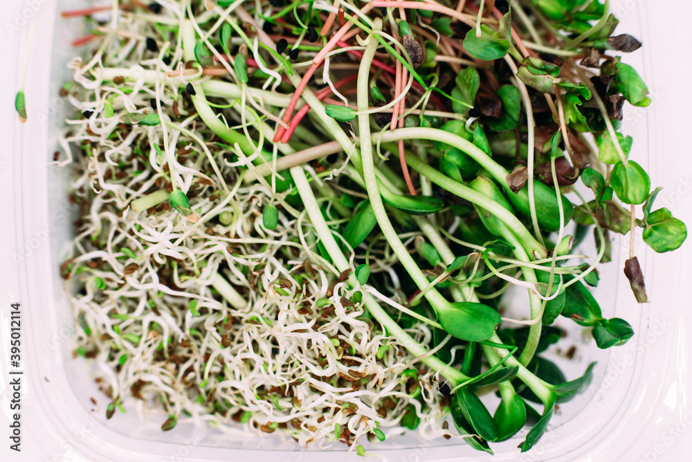 Microgreen in a box on a white background . Isolated Microgreen in a box on a white background . Isolated
