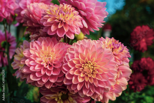 Beautiful pink dahlia flowers blooming in the garden, close up. Natural floral background.