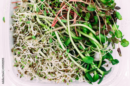 Microgreen in a box on a white background . Isolated